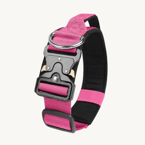 Taktisches Hundehalsband mit Zinkschnalle