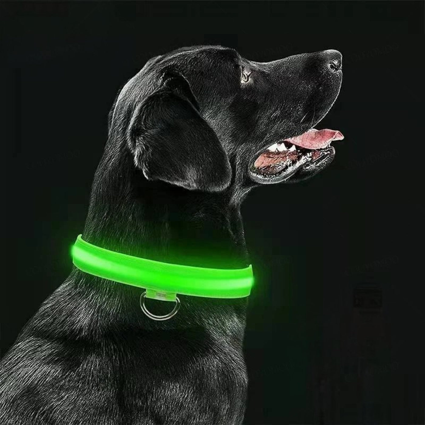 LED Halsband für große und kleine Hunde