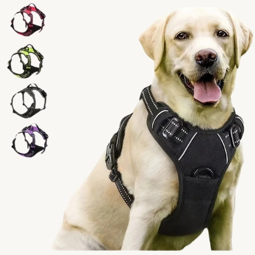 Praktisches Hunde Halsband & Geschirr Duo