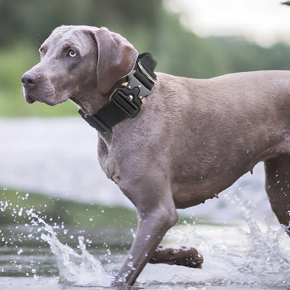 Taktisches Hundehalsband mit Zinkschnalle