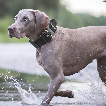 Taktisches Hundehalsband mit Zinkschnalle